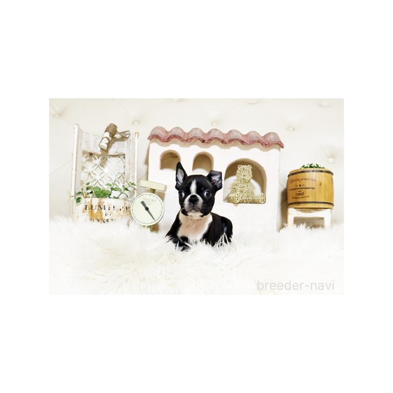 販売中の佐賀県のボストンテリア-439732の4枚目