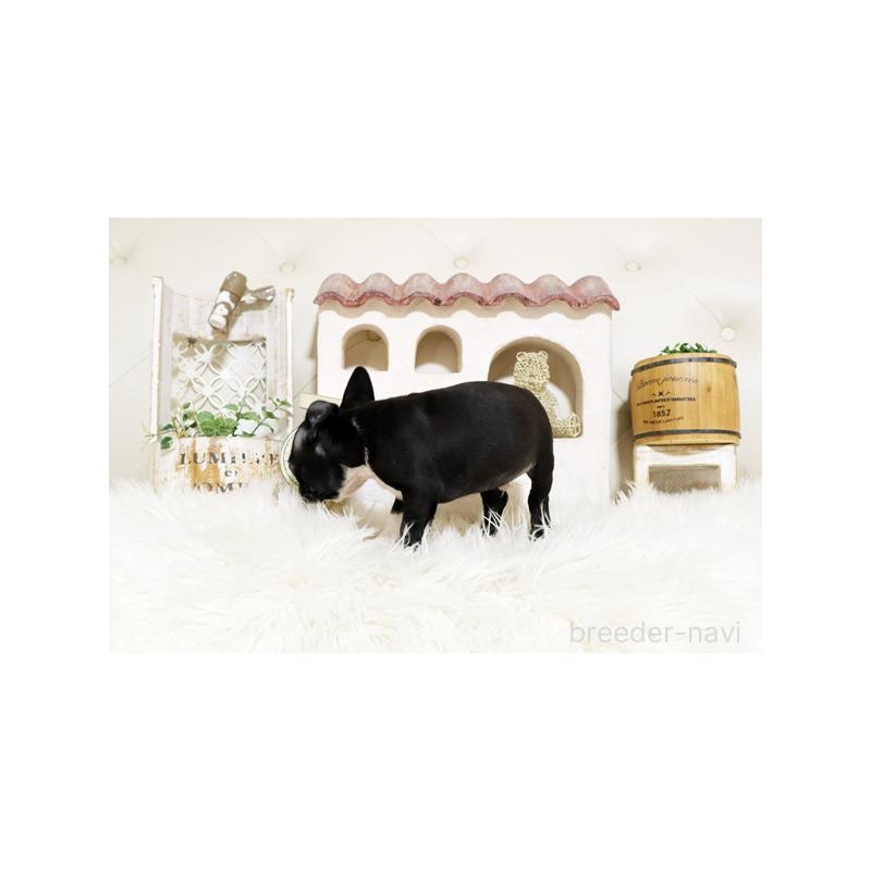 販売中の佐賀県のボストンテリア-439732の3枚目