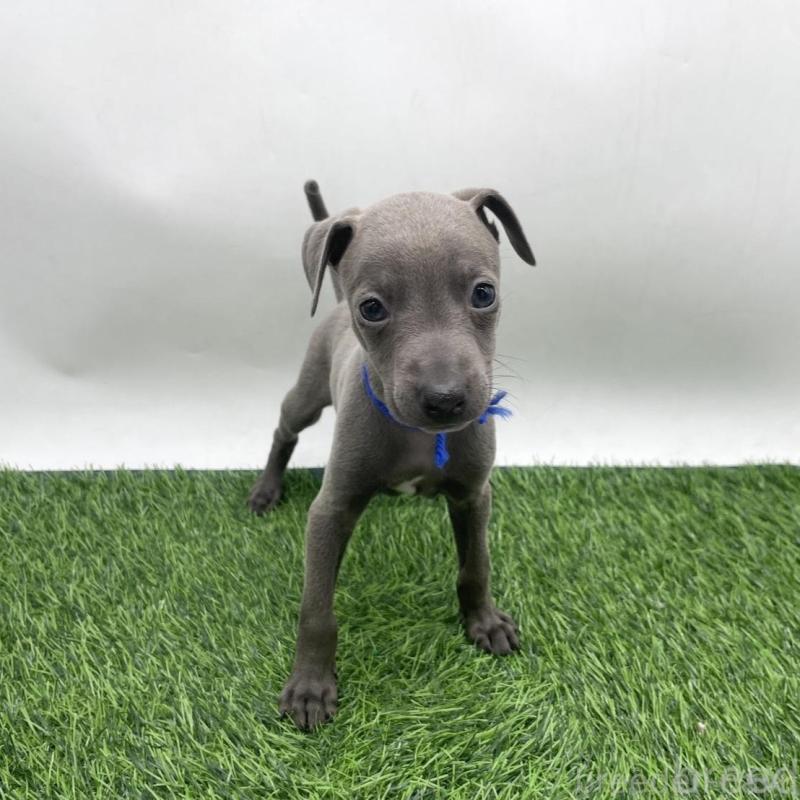 販売中の愛知県のイタリアングレーハウンド(イタグレ)-439733の5枚目