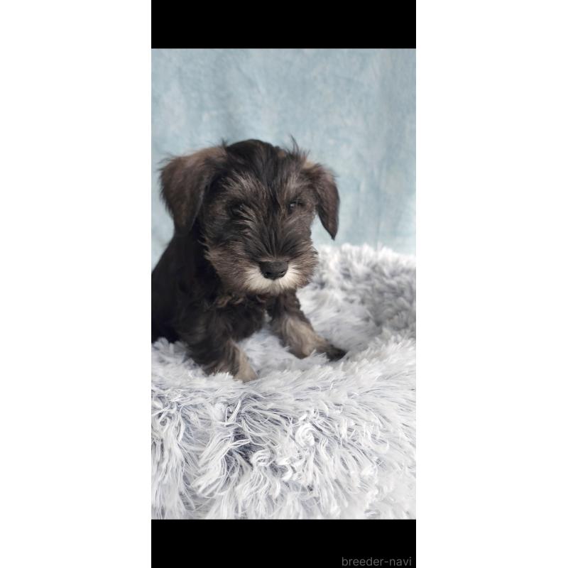 販売中の新潟県のミニチュアシュナウザー-439736の4枚目