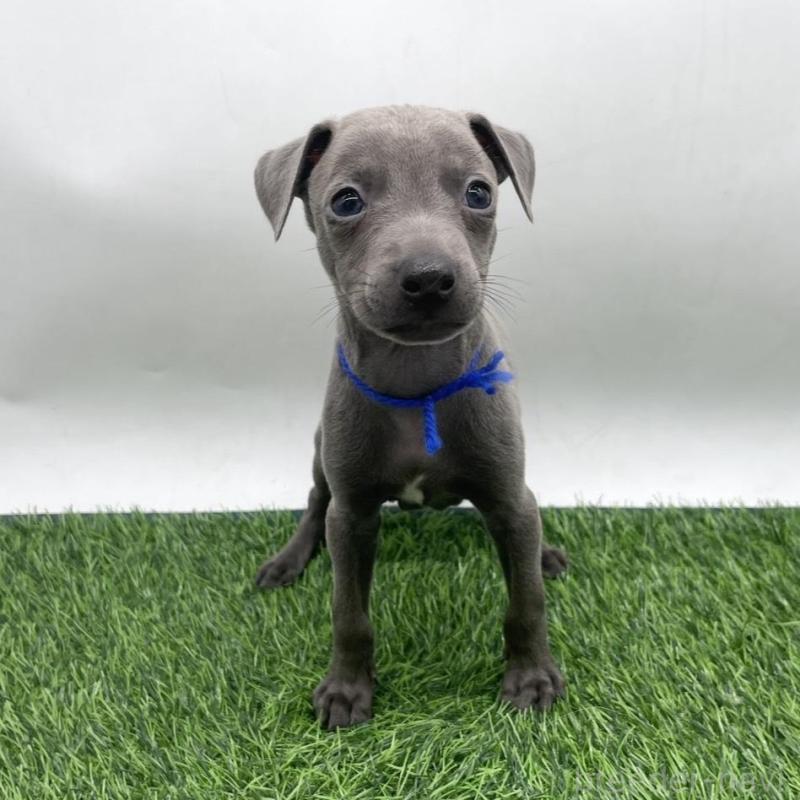 販売中の愛知県のイタリアングレーハウンド(イタグレ)-439733の1枚目