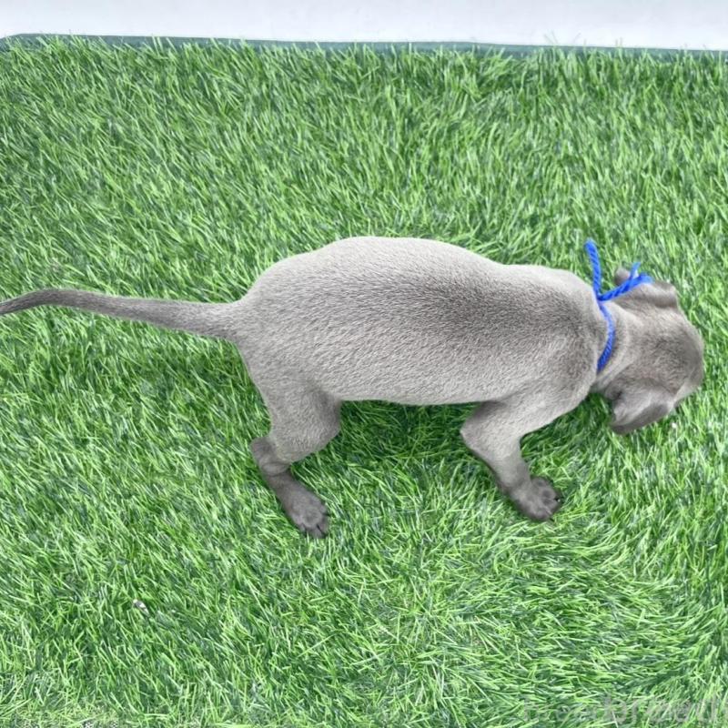 販売中の愛知県のイタリアングレーハウンド(イタグレ)-439733の4枚目