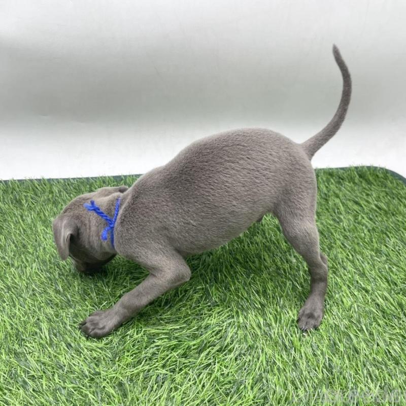 販売中の愛知県のイタリアングレーハウンド(イタグレ)-439733の3枚目