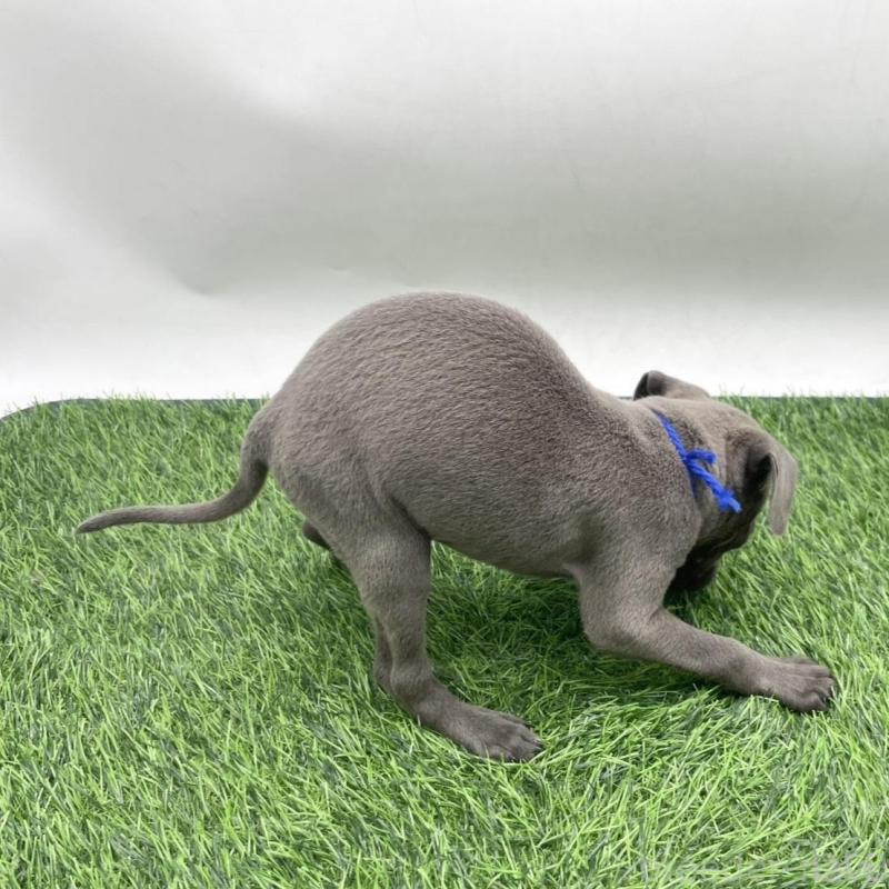 販売中の愛知県のイタリアングレーハウンド(イタグレ)-439733の2枚目