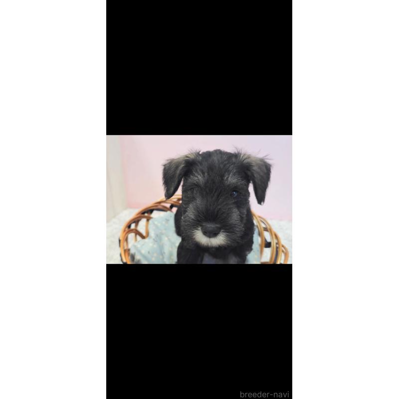 販売中の新潟県のミニチュアシュナウザー-439736の3枚目