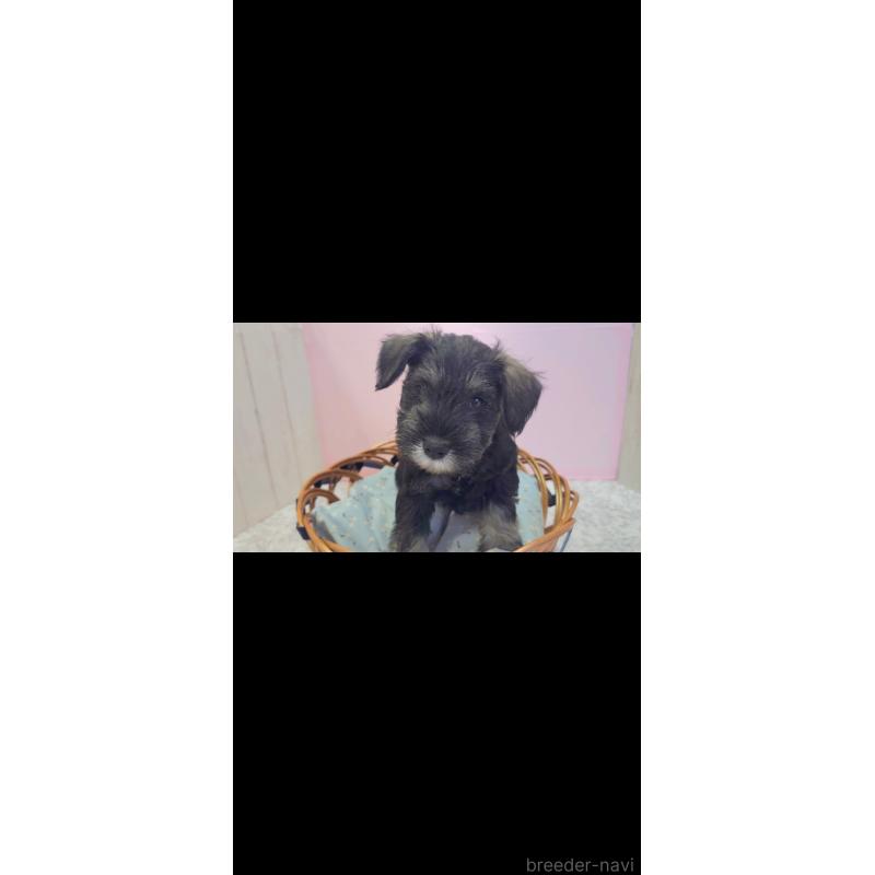 販売中の新潟県のミニチュアシュナウザー-439736の2枚目