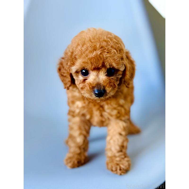 販売中の埼玉県のタイニープードル-439747の5枚目