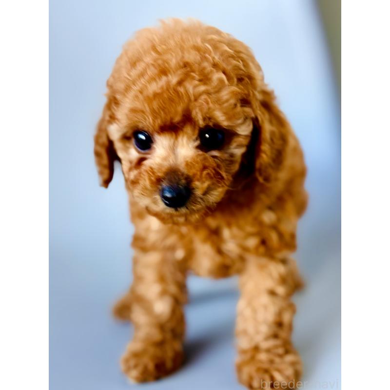 販売中の埼玉県のタイニープードル-439747の4枚目