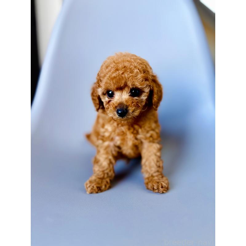 販売中の埼玉県のタイニープードル-439747の3枚目