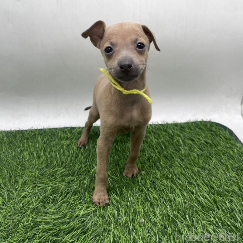 販売中の愛知県のイタリアングレーハウンド(イタグレ)-439735