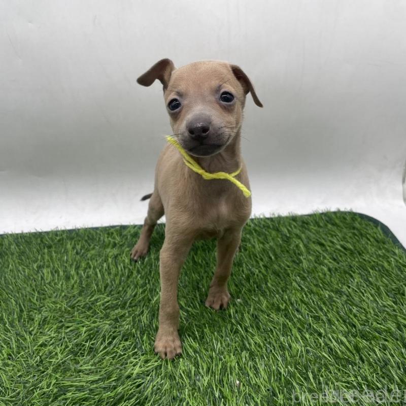 販売中の愛知県のイタリアングレーハウンド(イタグレ)-439735の5枚目