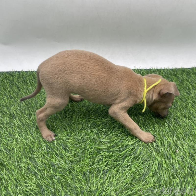 販売中の愛知県のイタリアングレーハウンド(イタグレ)-439735の4枚目