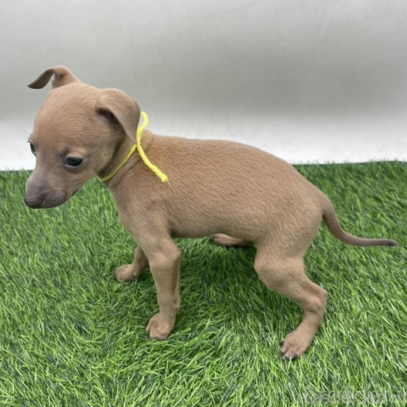 販売中の愛知県のイタリアングレーハウンド(イタグレ)-439735の3枚目