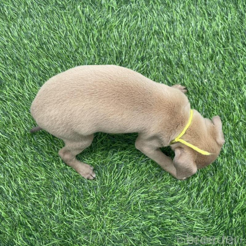 販売中の愛知県のイタリアングレーハウンド(イタグレ)-439735の2枚目