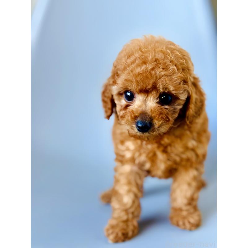 販売中の埼玉県のタイニープードル-439747の2枚目