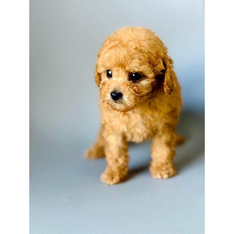 販売中の埼玉県のタイニープードル-439744の5枚目