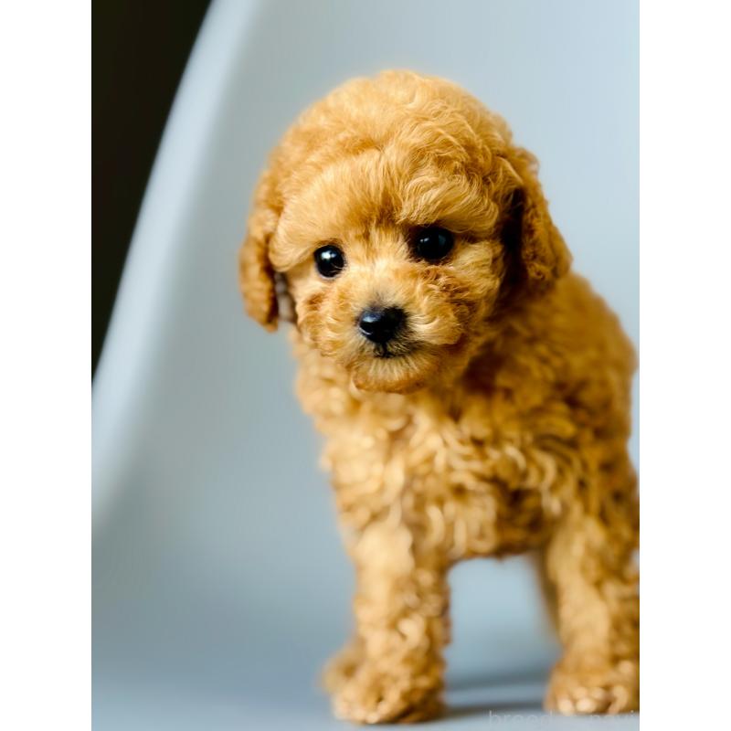 販売中の埼玉県のタイニープードル-439744の4枚目