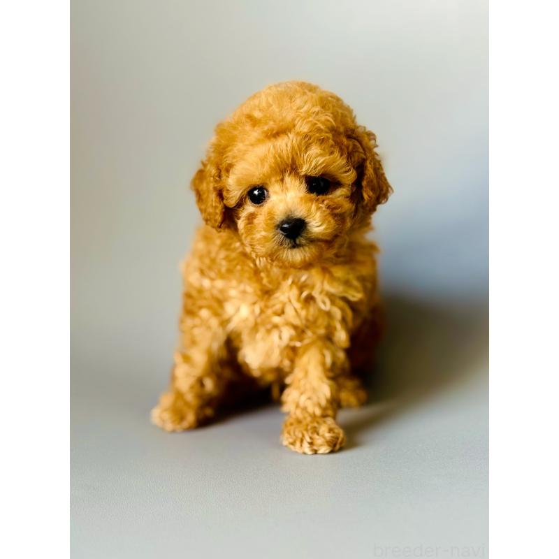 販売中の埼玉県のタイニープードル-439744の3枚目