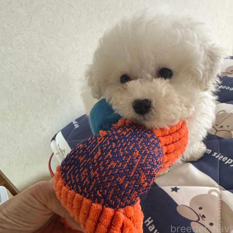 成約済の徳島県のビションフリーゼ-425691の1枚目