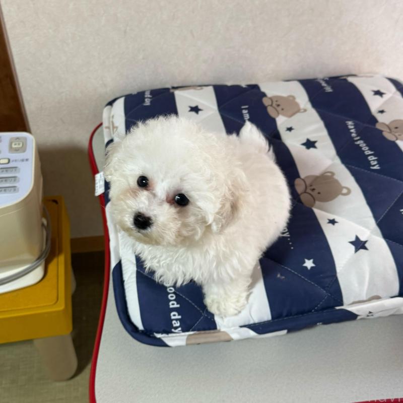 成約済の徳島県のビションフリーゼ-425691の4枚目