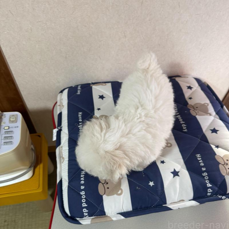 成約済の徳島県のビションフリーゼ-425691の3枚目