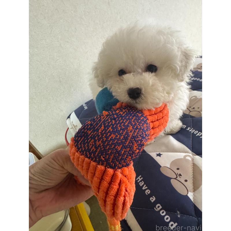 成約済の徳島県のビションフリーゼ-425691の2枚目