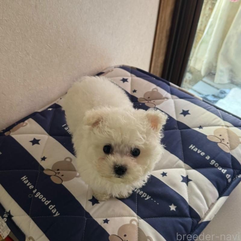 販売中の徳島県のビションフリーゼ-433731