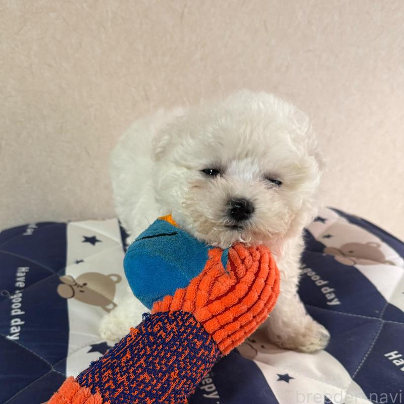 販売中の徳島県のビションフリーゼ-433731の3枚目