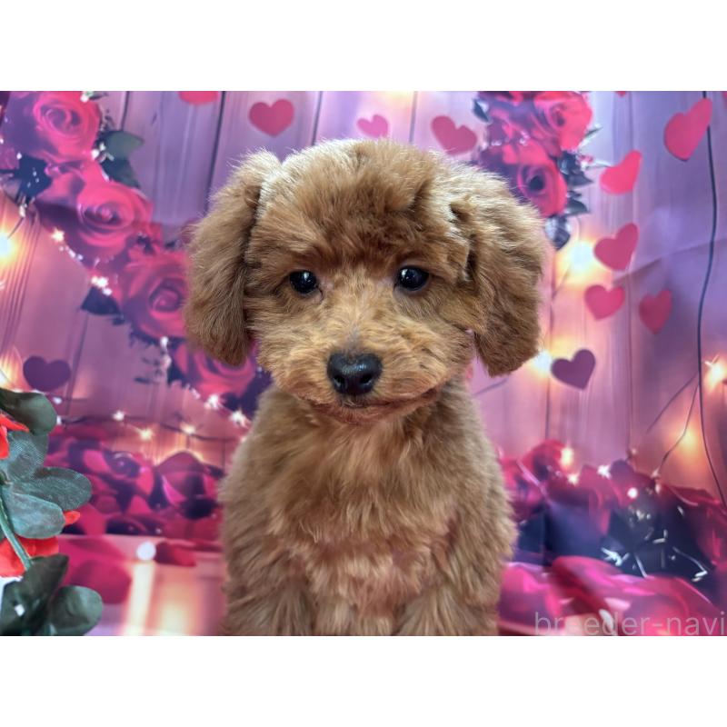 販売中の栃木県のトイプードル-423584