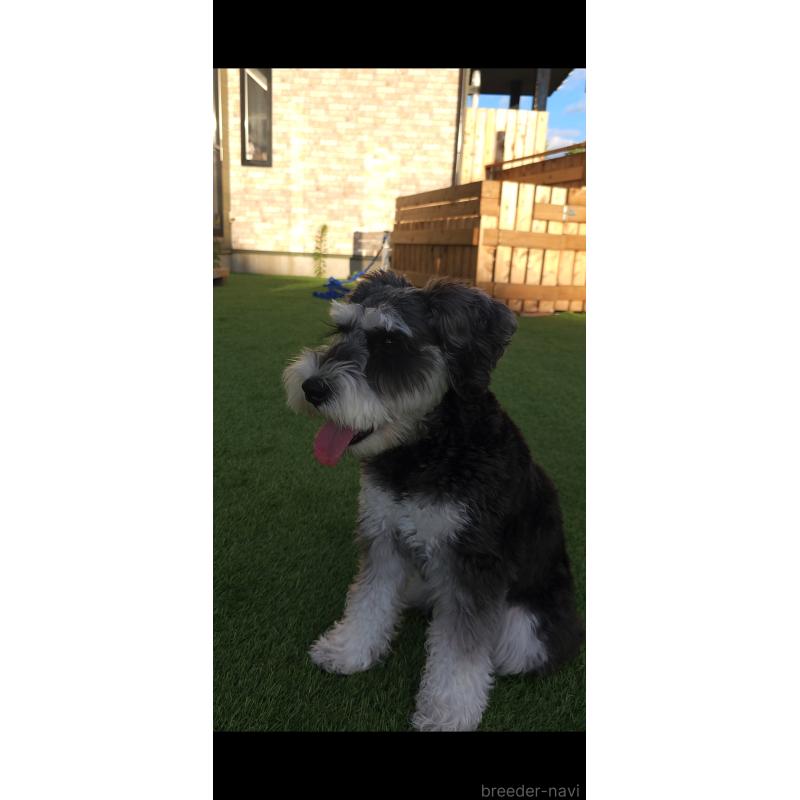 いちこちゃん1枚目