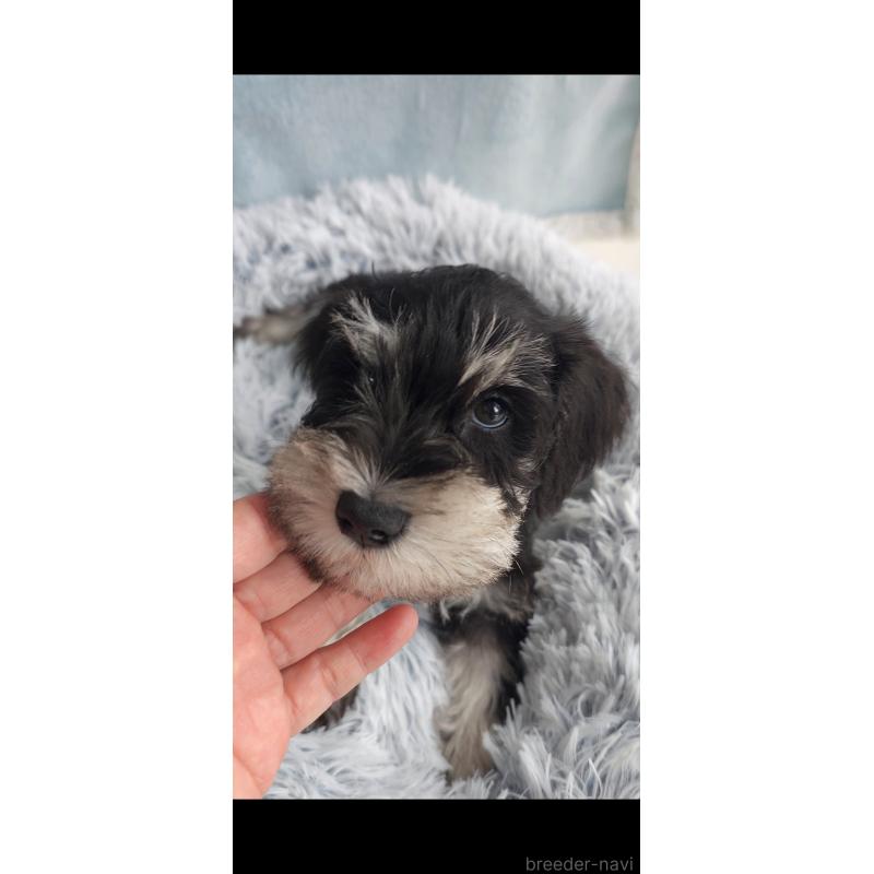 販売中の新潟県のミニチュアシュナウザー-439737の3枚目