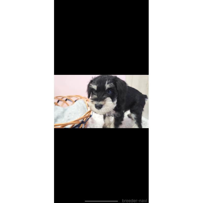 販売中の新潟県のミニチュアシュナウザー-439737の2枚目