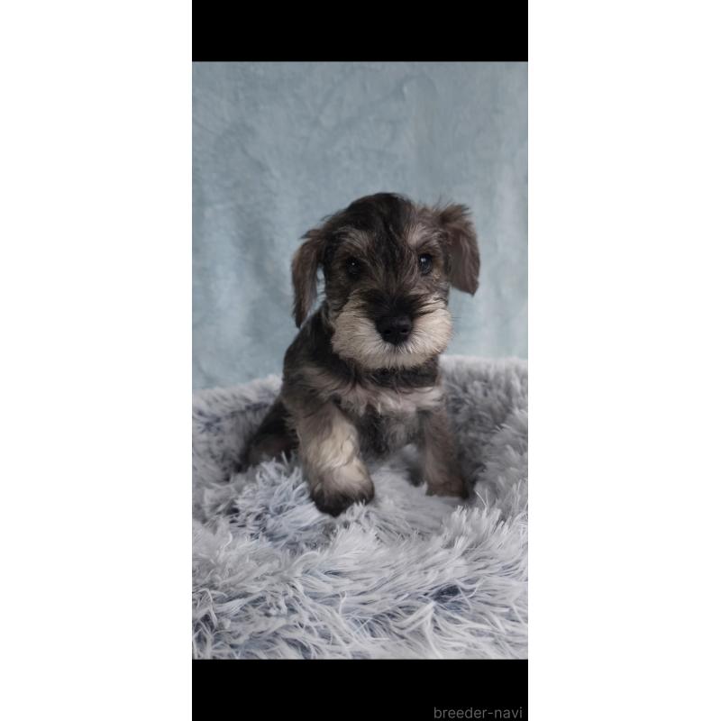 販売中の新潟県のミニチュアシュナウザー-439738の4枚目