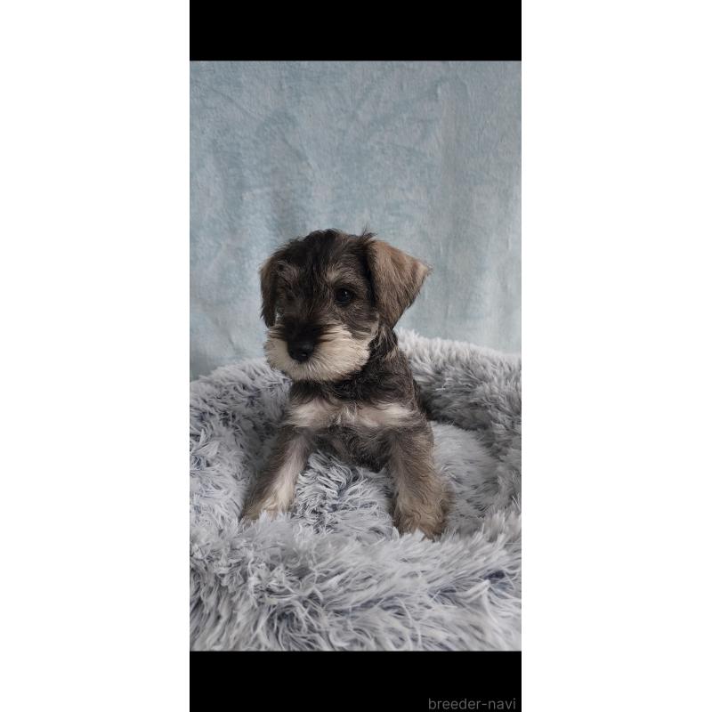 販売中の新潟県のミニチュアシュナウザー-439738の3枚目