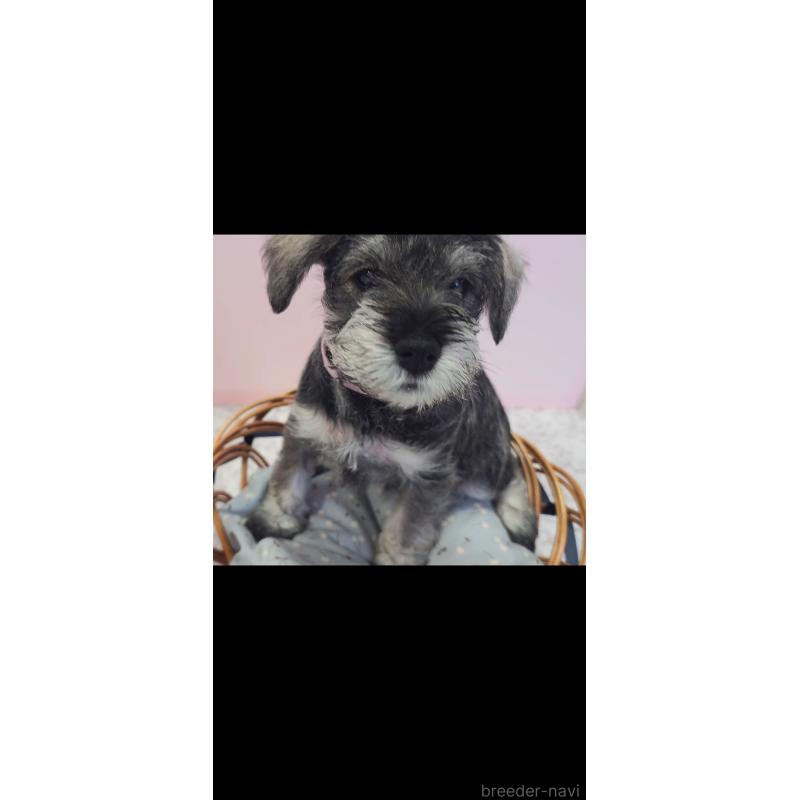 販売中の新潟県のミニチュアシュナウザー-439738の2枚目