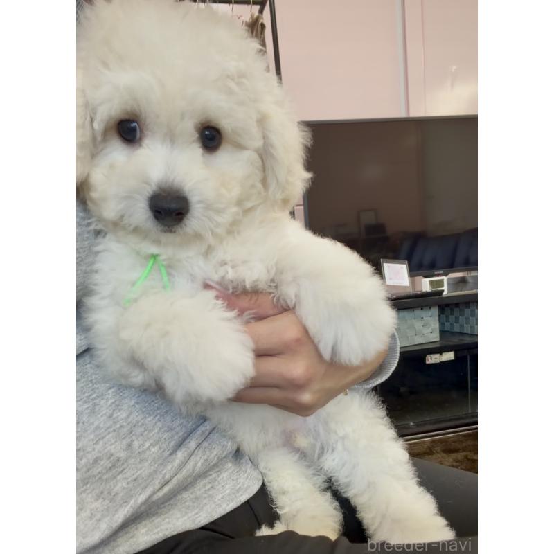 販売中の滋賀県のビションプー:ビションフリーゼ×トイプードル-432819の3枚目