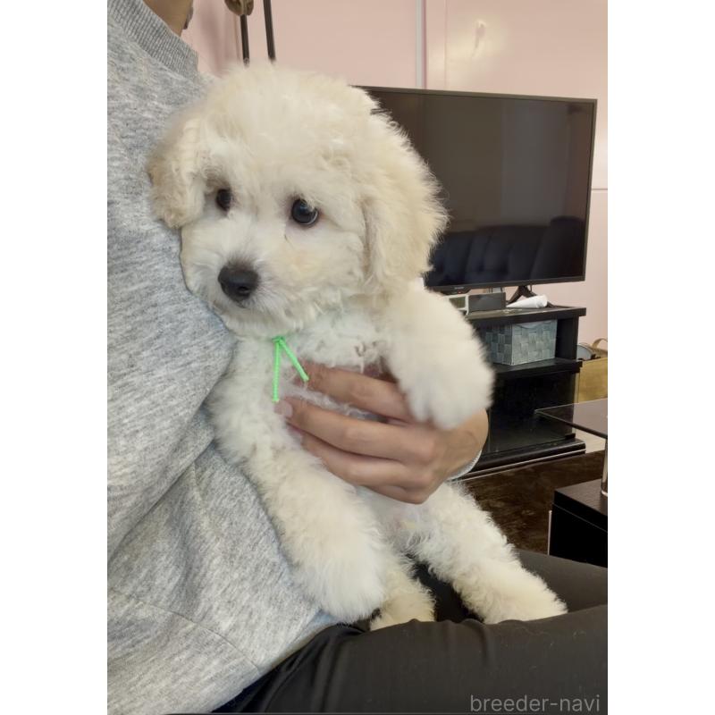 販売中の滋賀県のビションプー:ビションフリーゼ×トイプードル-432819の2枚目