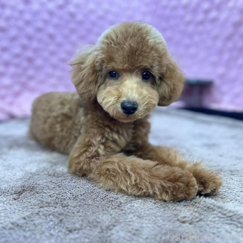 販売中の茨城県のトイプードル-439739の17枚目