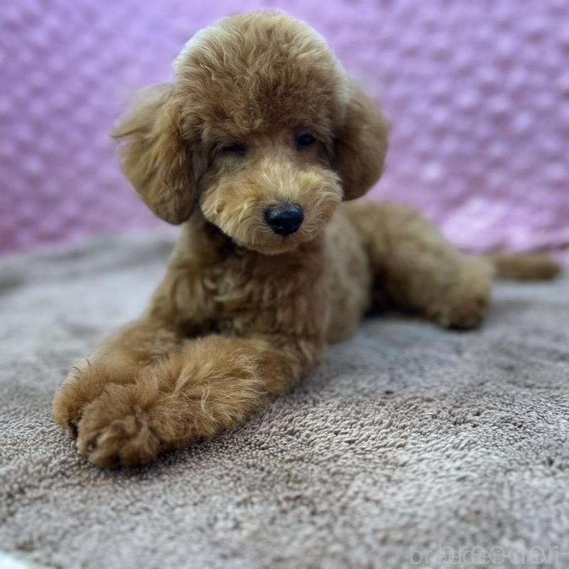 販売中の茨城県のトイプードル-439739の16枚目