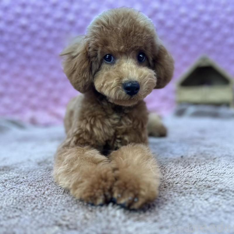 販売中の茨城県のトイプードル-439739の15枚目