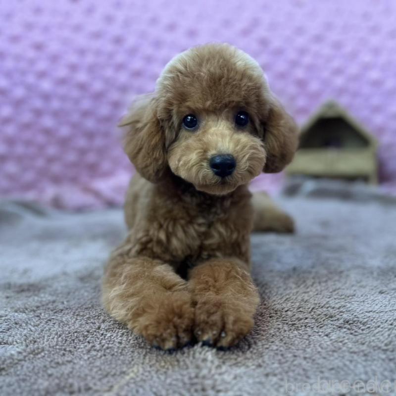 販売中の茨城県のトイプードル-439739の13枚目