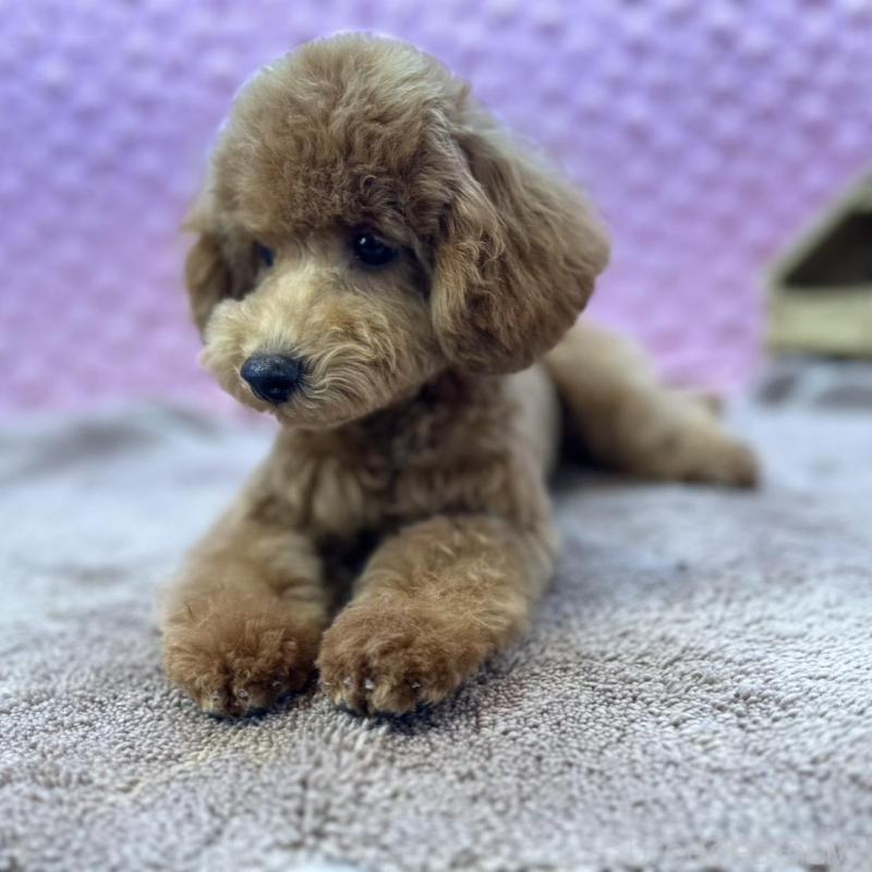 販売中の茨城県のトイプードル-439739の12枚目