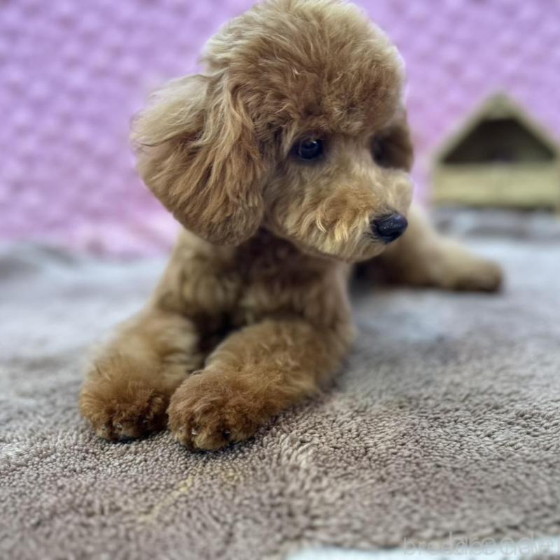 販売中の茨城県のトイプードル-439739の11枚目