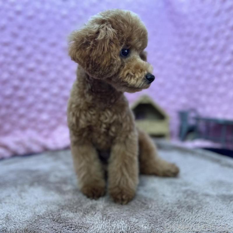 販売中の茨城県のトイプードル-439739の10枚目