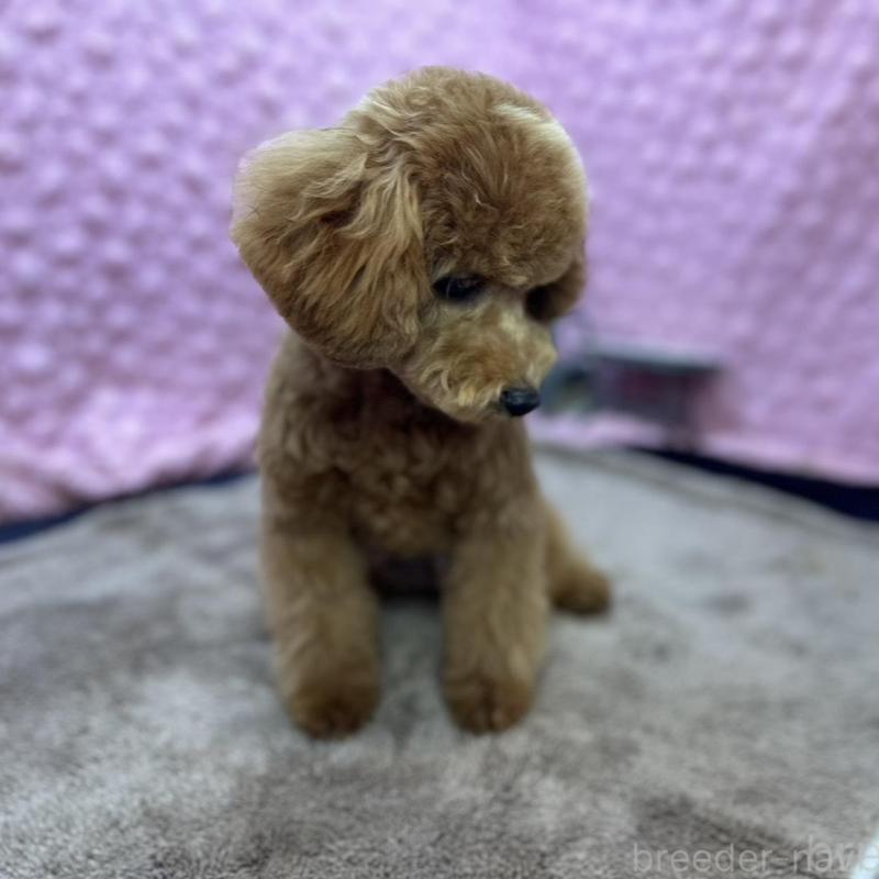 販売中の茨城県のトイプードル-439739の7枚目