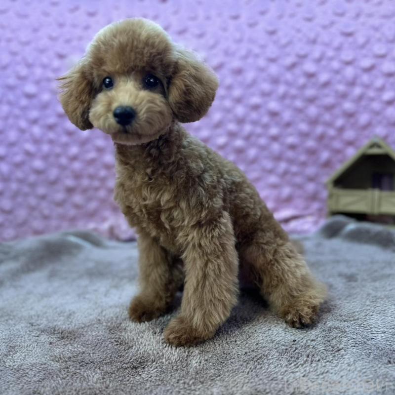 販売中の茨城県のトイプードル-439739の1枚目