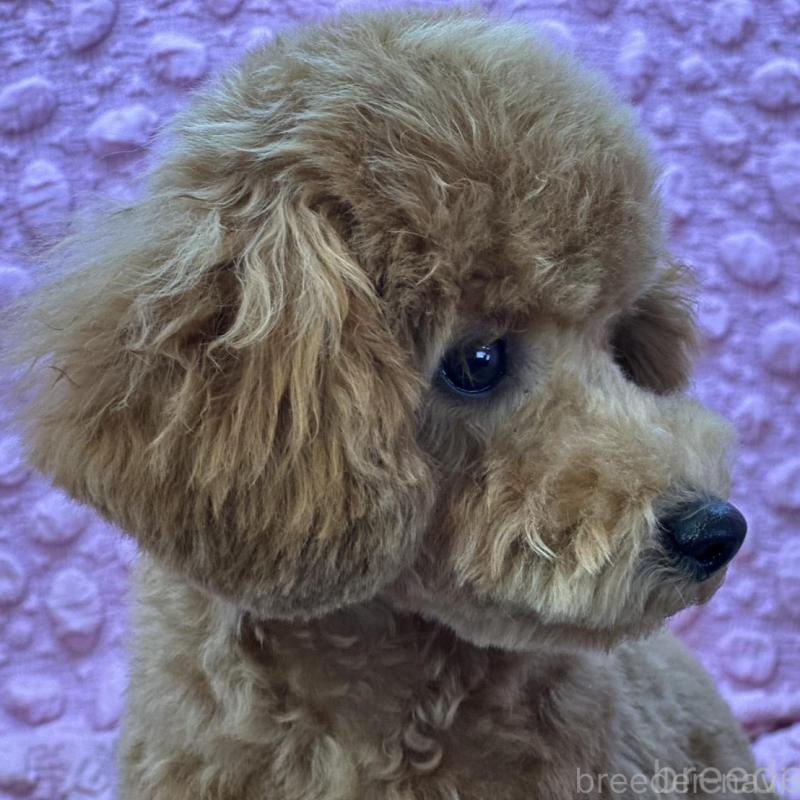 販売中の茨城県のトイプードル-439739の6枚目