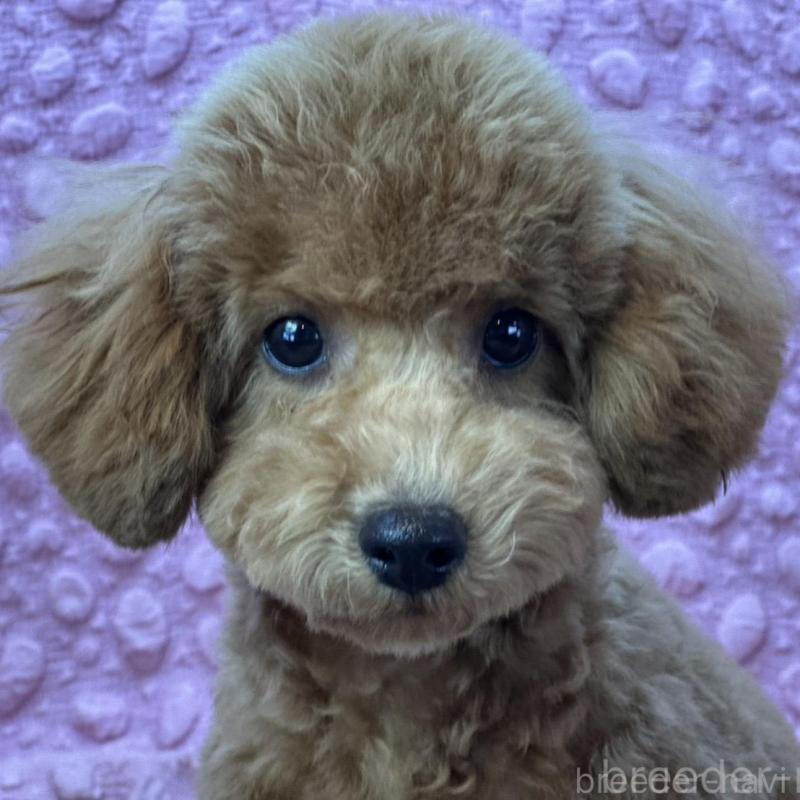 販売中の茨城県のトイプードル-439739の5枚目