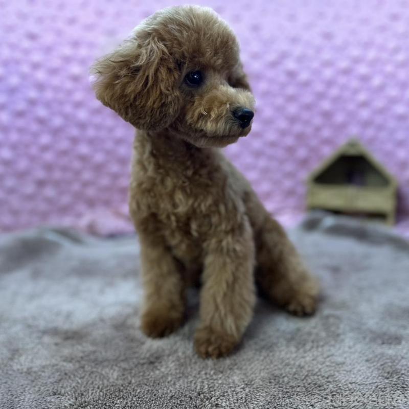 販売中の茨城県のトイプードル-439739の4枚目