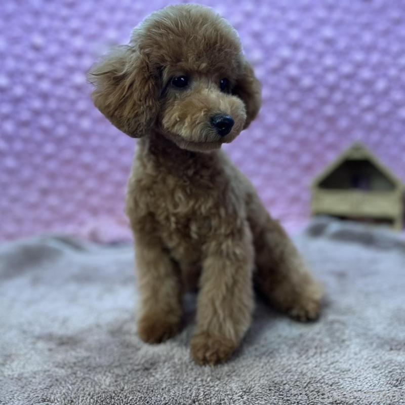 販売中の茨城県のトイプードル-439739の3枚目